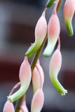 Ox Tongue Flowers