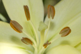 Stamen and Anthers