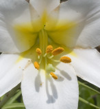 Stamen and Anthers