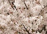 Narita Blossoms