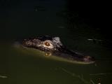 American Alligator