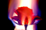 Flaming Rose