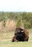 American Bison 