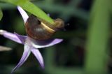 Snails After the Storm