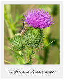 Thistle and Grasshopper