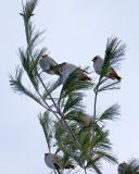 Bohemian Waxwings