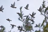 flock of waxwings