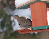 mourning dove