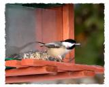 Black-capped chickadee