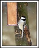 chickadee