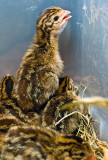 Pearl Guinea Keet