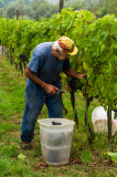 Grape Harvest