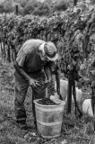 Grape Harvest, B&W