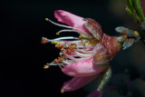 Peach Blossom, Frost Damage