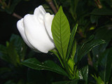 Gardenia Bud