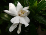 Gardenia Bloom