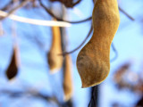 Wisteria Pods