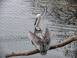 Brown Pelican