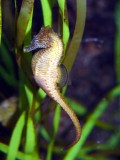 Seahorse