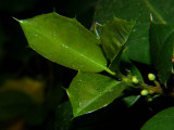 Holly seeds begin