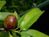 Nectarine