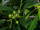 Wild Cherries