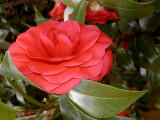 Camelia