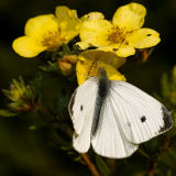 Pieridae.