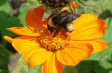 bumblebee7.JPG