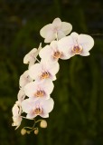 Orchid