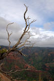 Dead tree at Canyon viewpoint - Kauai