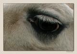 Llama Eye