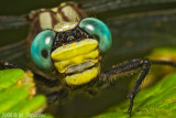 Amazing Insects -Super  Macro Shots