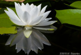 Water Lily