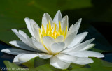 Water Lily