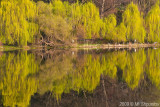 Spring Reflection