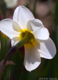 Narcissus Geranium. Toronto Botanical Gardens