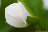Toronto Botanical Gardens