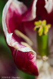 Graceful Death - Tulip