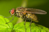 Return of the Fly