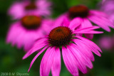 Coneflowers