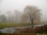 Evening Fog