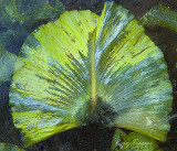 Frozen leaf