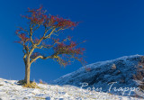 Hawthorn tree and Manod mawr