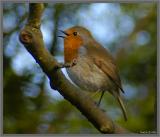 _DSC3620.jpg Robin.jpg