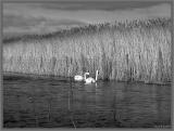 100_0928.jpg Southport Marshes.jpg