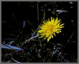 _DSC6535.jpg just dandy.jpg 1.jpg