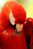 Parrot1.jpg