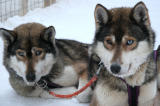 Sled Dogs Waiting and Watching