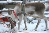 Reindeer Eating Lichen